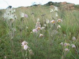 Clematis villosa subsp. stanleyi